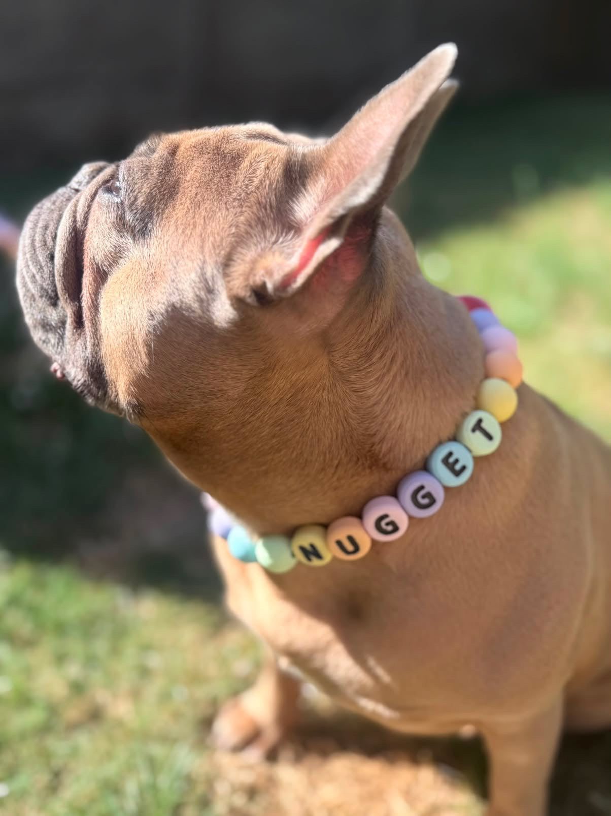 🐾 PawPearls Halsband met Gesp - Pastel Collection
